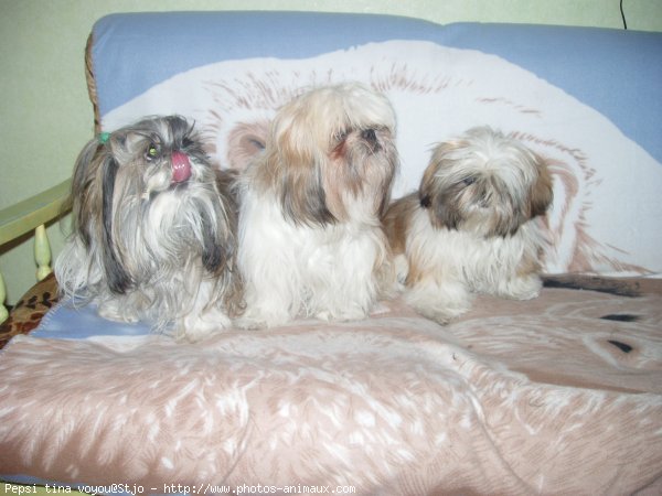 Photo de Shih tzu