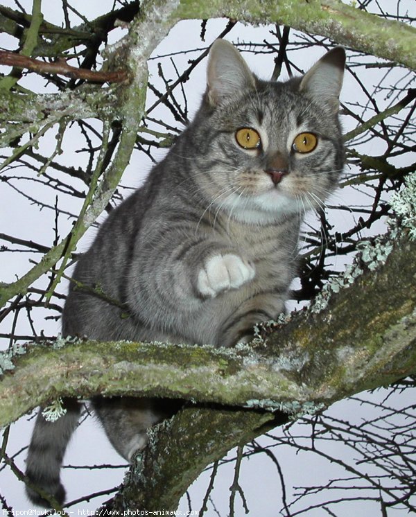 Photo de Chat domestique