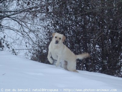 Photo de Labrador retriever