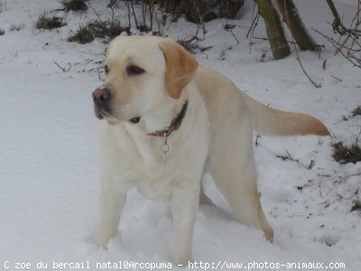 Photo de Labrador retriever