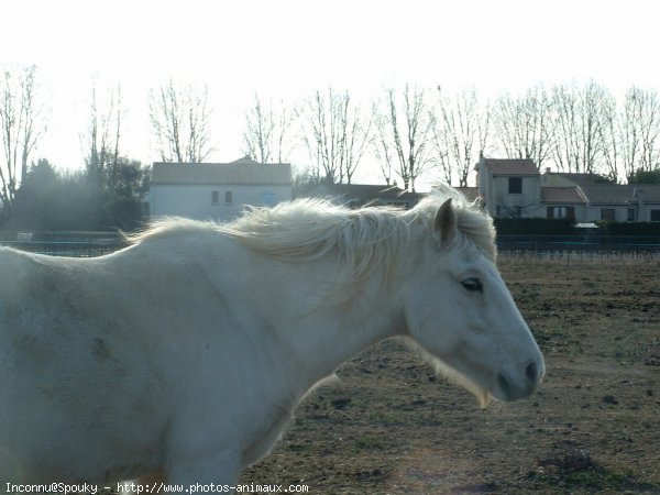 Photo de Camargue