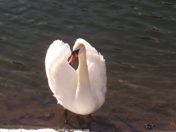 Photo de Cygne