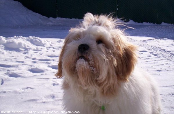 Photo de Lhassa apso