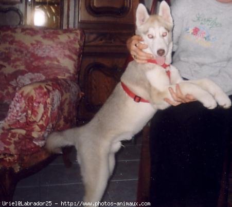 Photo de Husky siberien