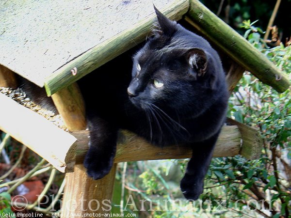 Photo de Chat domestique