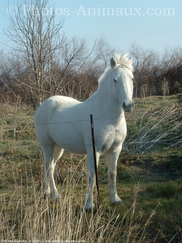 Photo de Camargue