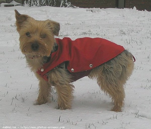 Photo de Yorkshire terrier