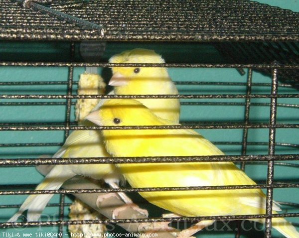 Photo de Canari