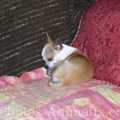 Photo de Chihuahua  poil court