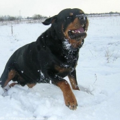 Photo de Rottweiler