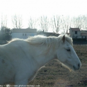 Photo de Camargue