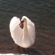 Photo de Cygne