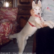 Photo de Husky siberien