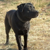 Photo de Labrador retriever