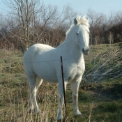 Photo de Camargue