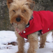 Photo de Yorkshire terrier