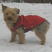 Photo de Yorkshire terrier