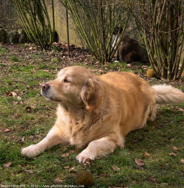 Photo de Golden retriever