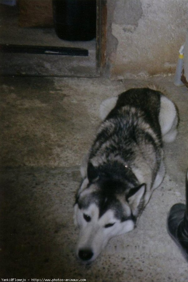 Photo de Husky siberien