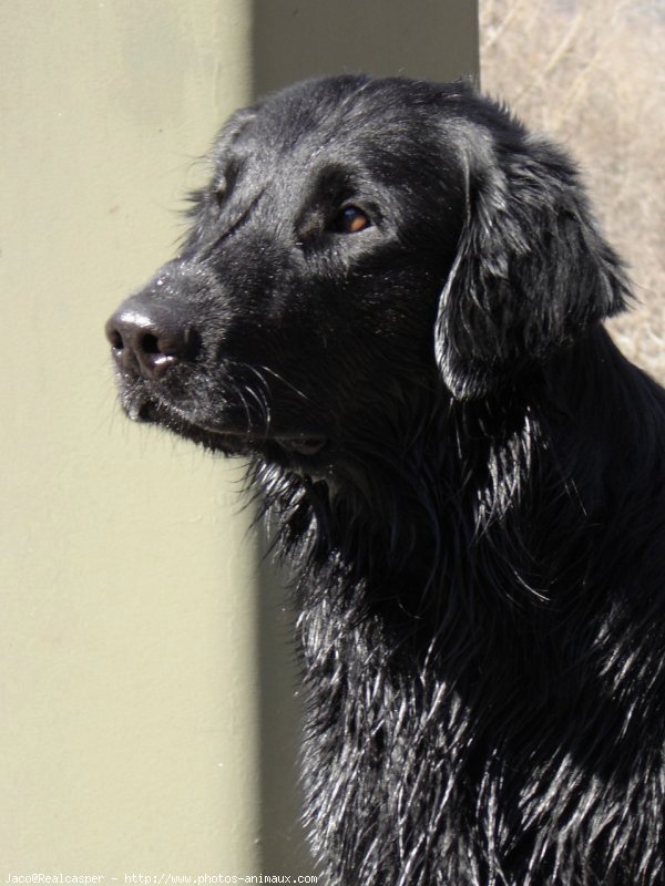 Photo de Retriever  poil plat