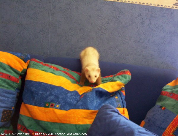 Photo de Furet