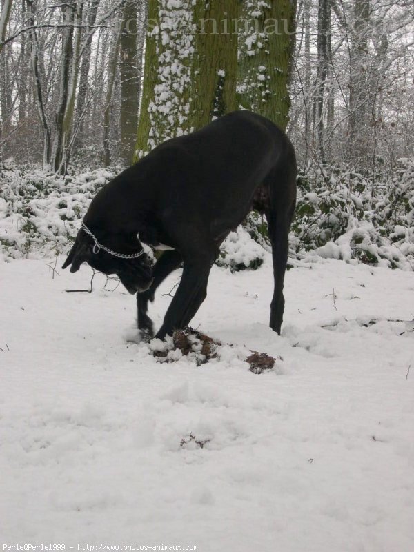 Photo de Dogue allemand