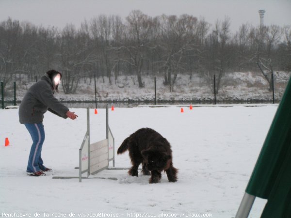 Photo de Chien de terre-neuve