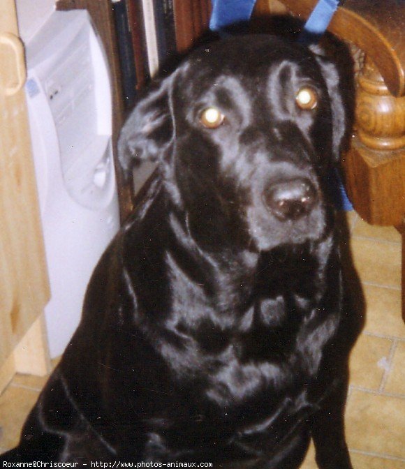 Photo de Labrador retriever