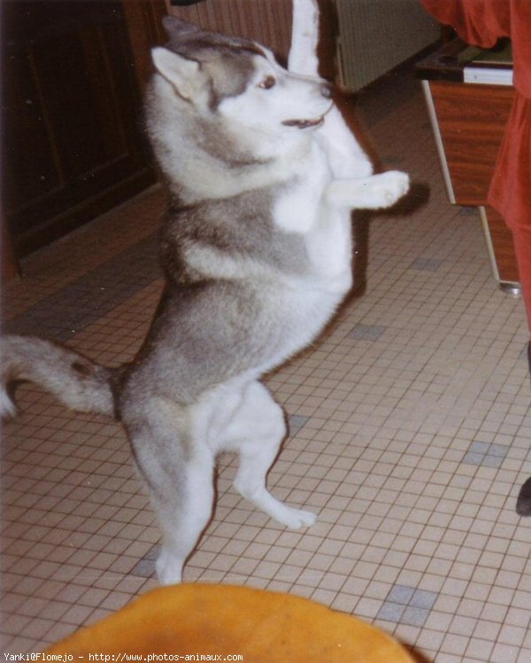 Photo de Husky siberien