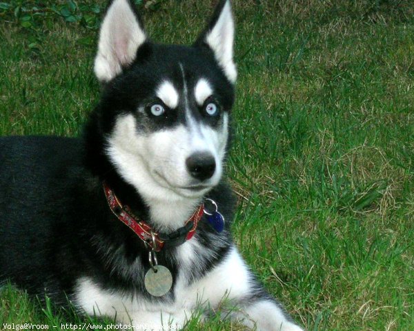 Photo de Husky siberien