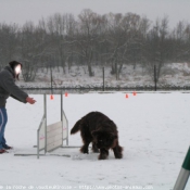 Photo de Chien de terre-neuve