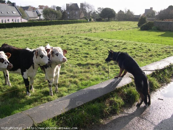 Photo de Berger allemand  poil court