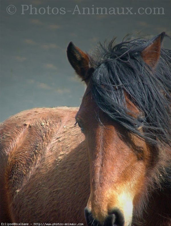 Photo de Poney franais de selle