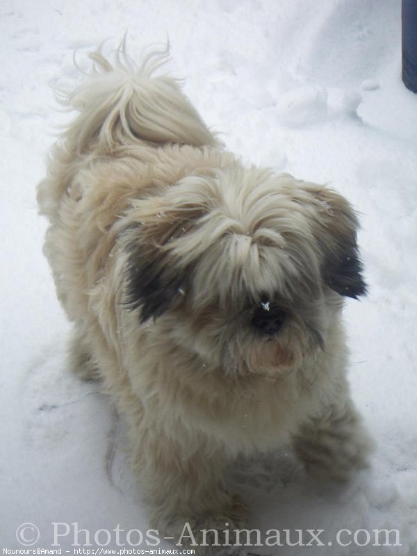 Photo de Lhassa apso