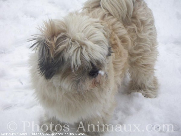 Photo de Lhassa apso