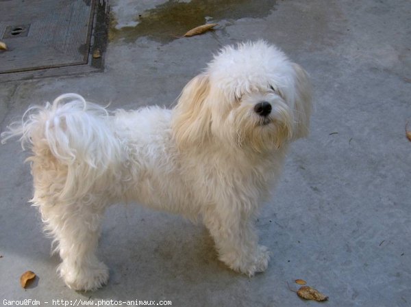 Photo de Bichon maltais