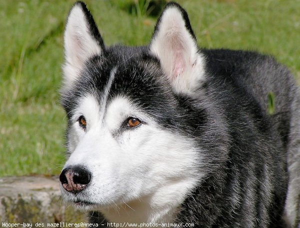 Photo de Husky siberien