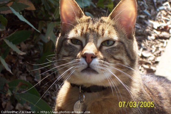 Photo de Chat domestique