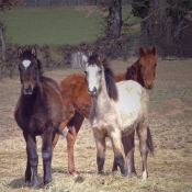 Photo de Races diffrentes