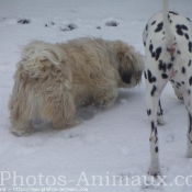 Photo de Lhassa apso