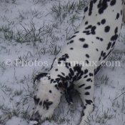 Photo de Dalmatien