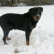 Photo de Rottweiler