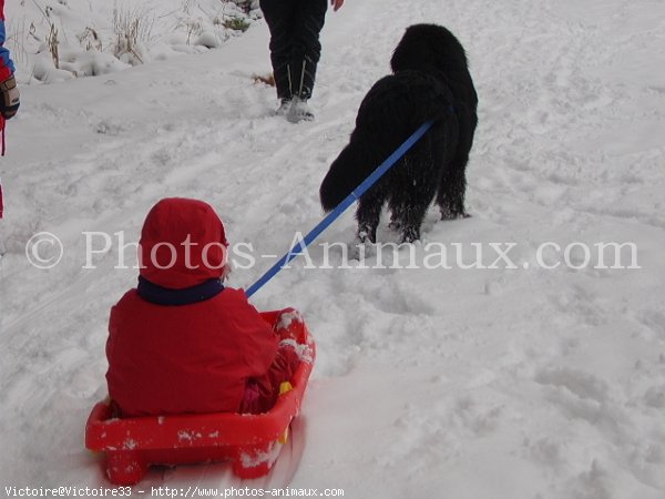 Photo de Chien de terre-neuve