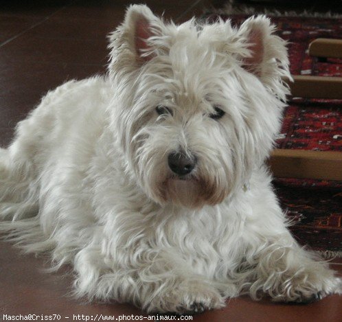 Photo de West highland white terrier