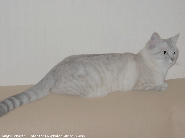 Photo de British shorthair