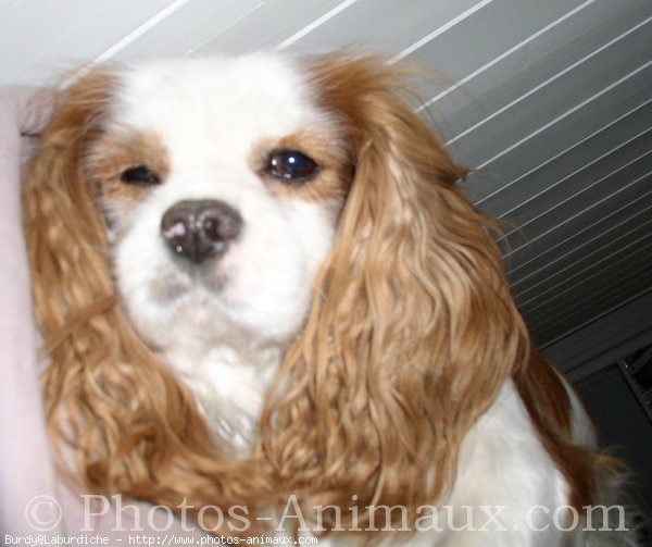 Photo de Cavalier king charles spaniel