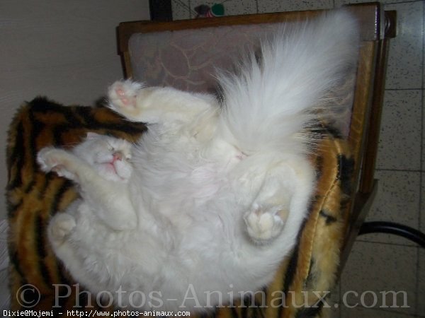 Photo de Ragdoll