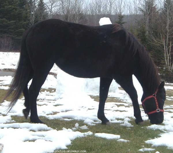 Photo de Quarter horse