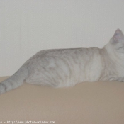 Photo de British shorthair