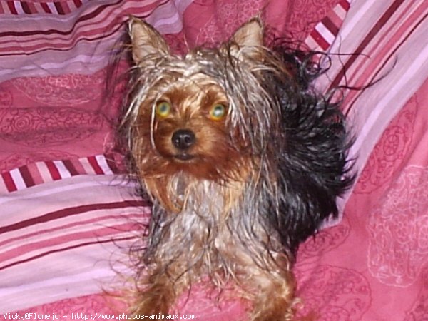 Photo de Yorkshire terrier